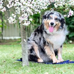 Bella - Australian Shepherd