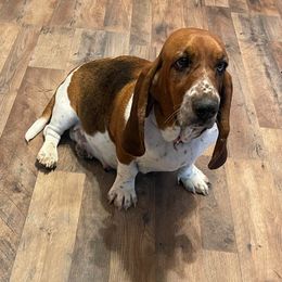 Luna - Black brown and white female Basset Hound puppy in Daleville, Alabama from Home Grown Basset Hounds of Alabama