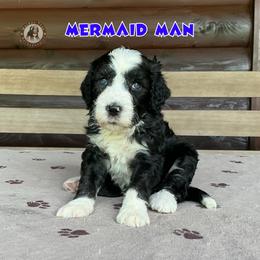 Mermaid Man - Black and white male Bernedoodle puppy in Banner Elk, North Carolina from Walnut Tree Bernedoodles