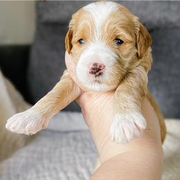 Stingray - Apricot male Goldendoodle puppy in Garden Grove, California from Sunkissed Doodles