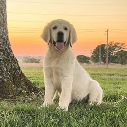 Orion - Light golden male Golden Retriever puppy in Adair, Oklahoma from Rejoice Retrievers
