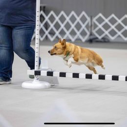 Josie - Pembroke Welsh Corgi