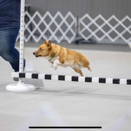Josie - Pembroke Welsh Corgi