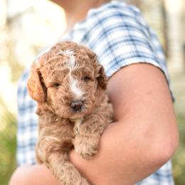 Max - Apricot male Goldendoodle puppy in Berlin, Ohio from Doodle Babys