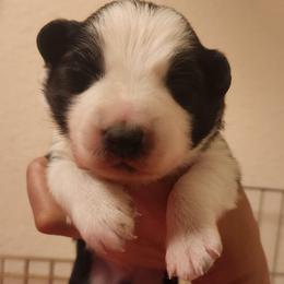 Relic - Black and white male Border Collie puppy in Ocala, Florida from Oddity Kennels