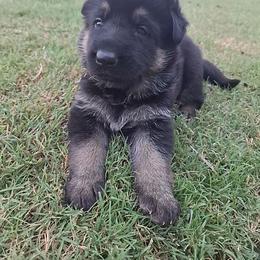 Pink Collar - Black and tan female German Shepherd puppy in Greensburg, Kentucky from Judds German Shepherds