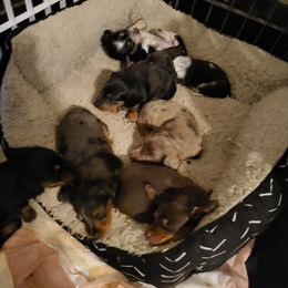 Dachshund Puppies from It's Mini Wieners Baby