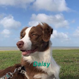 Australian Shepherd All Grown Up from LL Farm Australian Shepherds