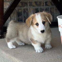 Ben - Red male Pembroke Welsh Corgi puppy in Vernal, Utah from Bingo's Kennel