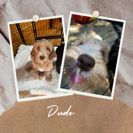 Goldendoodle Puppies from Lundee Doodles
