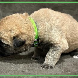 Light Green - Fawn female Anatolian Shepherd Dog puppy in Clark, Wyoming from Fyne Acres