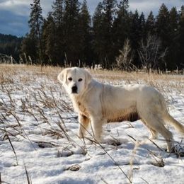 Stella - Golden Retriever
