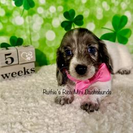 Girl one - Black and cream female Dachshund puppy in Lakeland, Florida from Ruthie’s Rich Mini Dachshunds