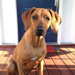 Rhodesian Ridgeback All Grown Up from Stoneridge Ridgebacks