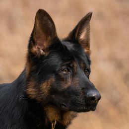 Ozzy - German Shepherd