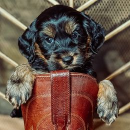 Aretha Franklin - Black female Australian Labradoodle puppy in Decatur, Alabama from Southern Meadows Doodles