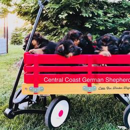 German Shepherd Puppies from Central Coast German Shepherds
