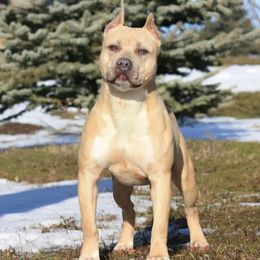 Biggie - American Pit Bull Terrier