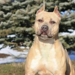 Biggie - American Pit Bull Terrier