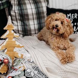 Ginger - Goldendoodle