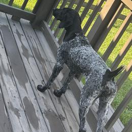 German Shorthaired Pointers from Star Brigjt Kennels