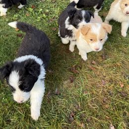 Half n Half - Black and white female Border Collie puppy in Barnstead, New Hampshire from Pettigrew's Border Collies