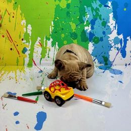 Bulldog and French Bulldog Puppies from AdoraBull Bulldogs