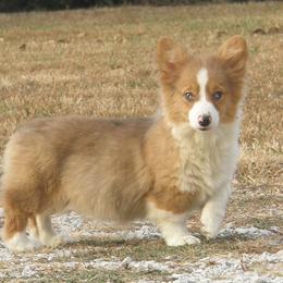 American Corgi and Pembroke Welsh Corgi Puppies from Nightstreak Corgis