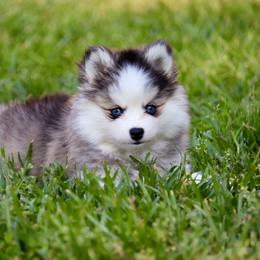 Lena - Pomsky