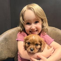 Cavalier King Charles Spaniel and Cavapoo Puppies from Cumberland Cavaliers