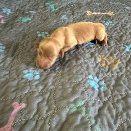 Boy1 - Cream male Dachshund puppy in Wolf Lake, Indiana from Canisteo Dachshunds