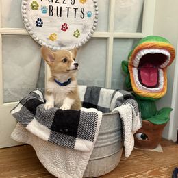 Blue - Red male Pembroke Welsh Corgi puppy in Darlington, Wisconsin from D&D P.W.Corgi's