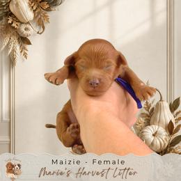 Maizie - Red  female Goldendoodle puppy in Norcross, Georgia from Teddy Puppies