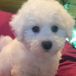 Red Collar Male - Bichon Frise puppy from ACC Ranch