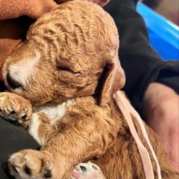 Brody - Red male Labradoodle puppy in Kimball Township, Michigan from Kelly’s Doodles