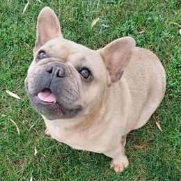 Bulldogs and French Bulldogs from Diamond Edge Bulldogs