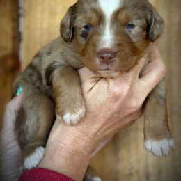 Falcon - Red merle male Toy Australian Shepherd puppy in Virginia from P3 Kennel
