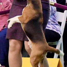 Beagles from Maple Ridge Beagles
