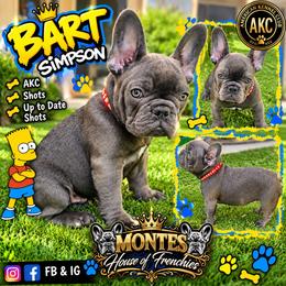 Bart Simpsons - Blue male French Bulldog puppy in Avondale, Arizona from Montes House of Frenchies