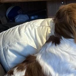 Dachshunds from ODell's Dachshunds