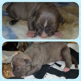 American Pit Bull Terrier Puppies from Kaotic APBTs