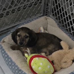 Dachshund Puppies from T&J Lovable Long-Haired AKC Dachshunds