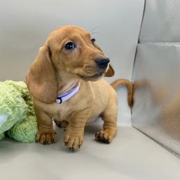 Jackie - Red female Dachshund puppy in Rio Linda, California from Destiny's Mini Doxies