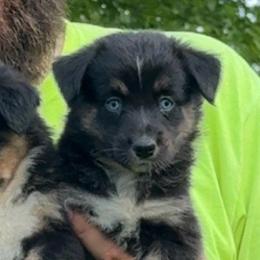 Gnocchi - Black tri-color female Australian Shepherd puppy in Altmar, New York from E&C Australian Shepherds