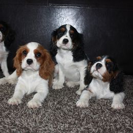 Bernedoodle, Cavalier King Charles Spaniel, and Cavapoo Puppies from Harper Haven Cavaliers & Doodles