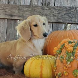 Sawyer - Dachshund