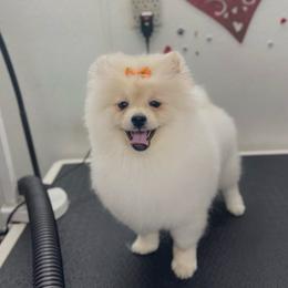 Lily - Pomeranian