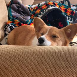 Pembroke Welsh Corgi All Grown Up from 7 M Corgis