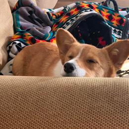 Pembroke Welsh Corgi All Grown Up from 7 M Corgis