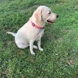 MIDNIGHTGLOW BAHARI MOMBASA KENYA - Yellow female Labrador Retriever puppy in Marietta, South Carolina from Trust in the Lord Labradors